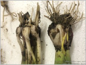 propagate-hyacinth-bulbs-after-flowering-5