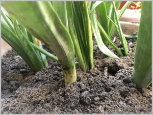 propagate-hyacinth-bulbs-after-flowering-7