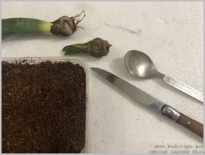 propagate-hyacinth-bulbs-after-flowering-9
