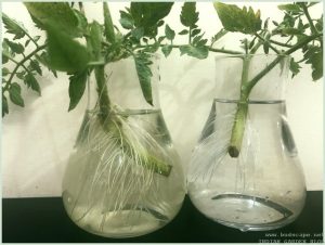 root-tomato-cuttings-water
