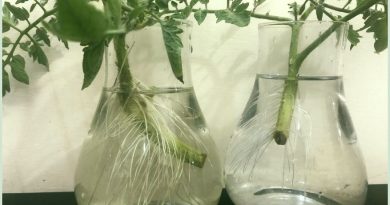 root-tomato-cuttings-water