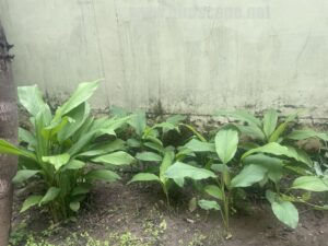 grow-haldi-plants-home