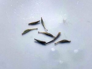 what do gerbera seeds look like