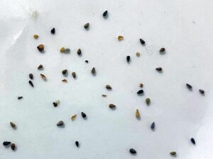what do venedium seeds look like