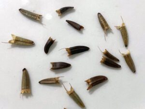 what do tithonia seeds look like