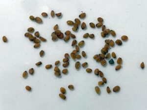 what do cherianthus seeds look like