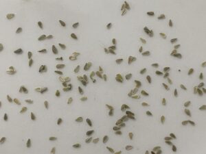 what do daisy seeds look like