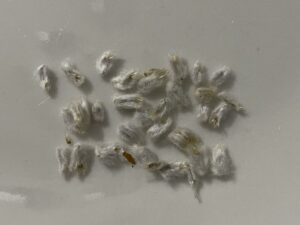 what do acroclinium paper daisy seeds look like
