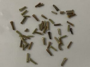 what do verbena seeds look like