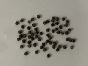 what do cleome spinosa seeds look like