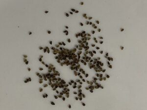 what do clarkia seeds look like