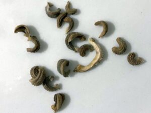 what do calendula seeds look like