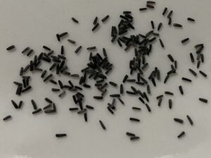 what do rudbeckia seeds look like