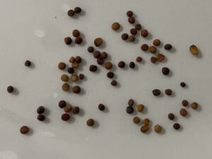 what do ornamental kale seeds look like