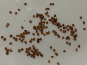 what do alyssum seeds look like