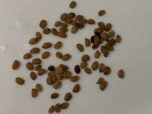 what do candytuft seeds look like