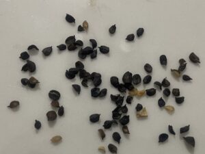 what do carnation seeds look like