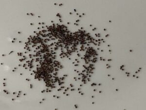 what do petunia seeds look like