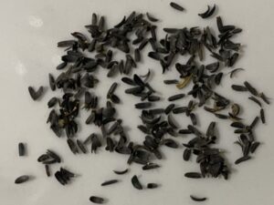 what do tinctoria seeds look like