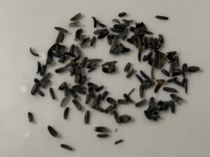 what do calliopsis seeds look like