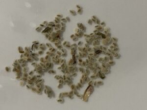 what do nemesia seeds look like