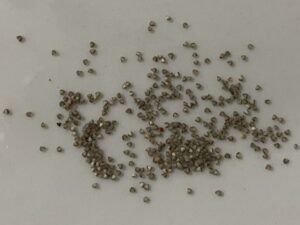 what do mesembryanthemum iceflower seeds look like