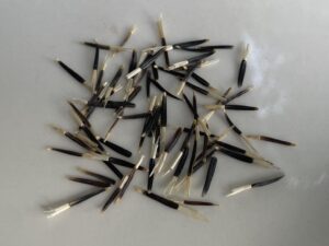 what do african marigold seeds look like