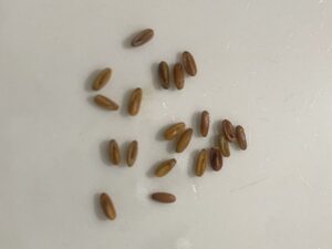 what do geranium seeds look like