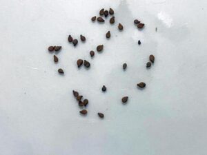 what do impatiens seeds look like