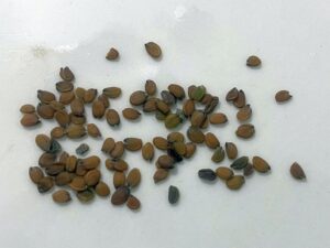 what do candytuft seeds look like