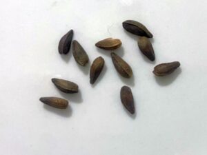 what do dimorphotheca seeds look like