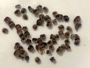 what do coreopsis seeds look like