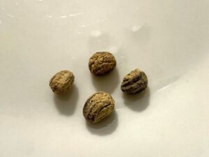 what do nasturtium seeds look like