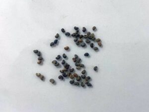 what do reseda alba seeds look like