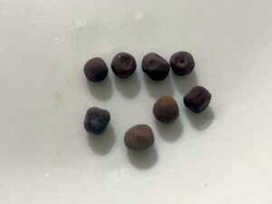 what do sweet pea seeds look like