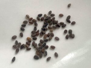 what do phlox seeds look like