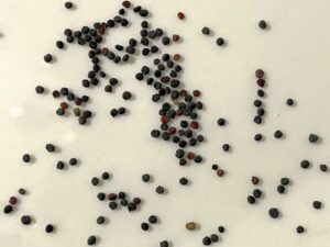 what do gypsophila seeds look like