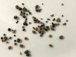 what do nemophila seeds look like