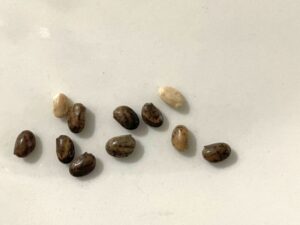 what do lupin seeds look like