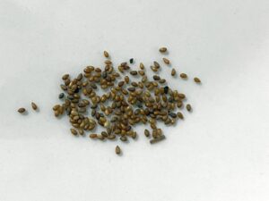 what do pansy seeds look like