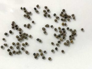 what do california poppy seeds look like