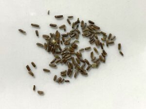 what do helichrysum seeds look like