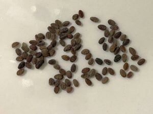 what do phlox seeds look like