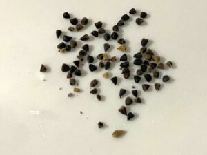 what do delphinium seeds look like