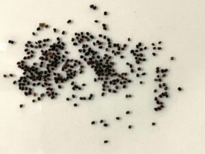 what do antirrhinum / dog flower seeds look like