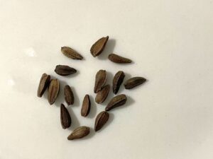 what do osteospermum seeds look like