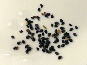 what do sweet william seeds look like