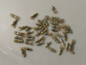 what do cornflower seeds look like
