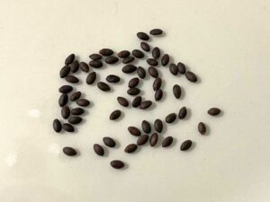 what do salvia seeds look like