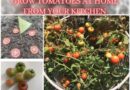 GROW TOMATO PLANTS AT HOME FROM TOMATOES IN YOUR KITCHEN